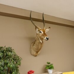 Waterbuck (Kobus ellipsiprymnus) HL 68 cm Head and shoulders specimen