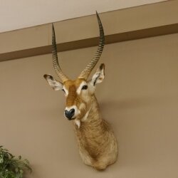Waterbuck (Kobus ellipsiprymnus) HL 68 cm Head and shoulders specimen