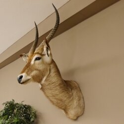 Waterbuck (Kobus ellipsiprymnus) HL 68 cm Head and shoulders specimen