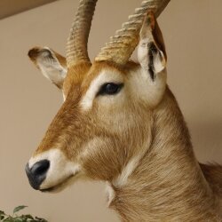 Waterbuck (Kobus ellipsiprymnus) HL 68 cm Head and shoulders specimen