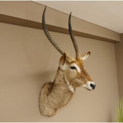 Waterbuck (Kobus ellipsiprymnus) HL 68 cm Head and shoulders specimen