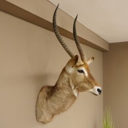 Waterbuck (Kobus ellipsiprymnus) HL 68 cm Head and shoulders specimen
