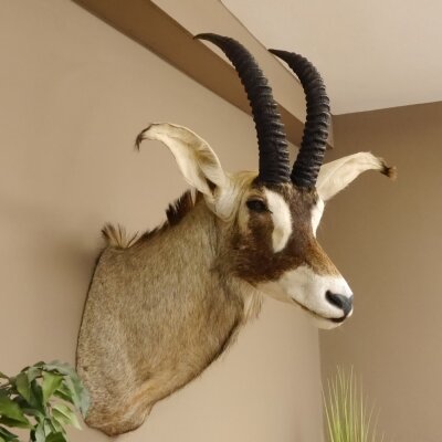 Antilope cavallo Lunghezza corna 54 cm + 63 cm Testa Spalla Preparato Trofei Africa Antilope Decorazione