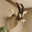 Pferdeantilope Hornlänge 54 cm + 63 cm Kopf Haupt...