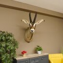 Antilope cavallo Lunghezza corna 54 cm + 63 cm Testa Spalla Preparato Trofei Africa Antilope Decorazione