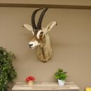 Pferdeantilope Hornlänge 54 cm + 63 cm Kopf Haupt...