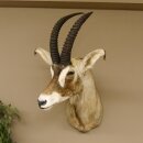 Antilope cavallo Lunghezza corna 54 cm + 63 cm Testa Spalla Preparato Trofei Africa Antilope Decorazione