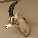 Antilope cavallo Lunghezza corna 54 cm + 63 cm Testa Spalla Preparato Trofei Africa Antilope Decorazione