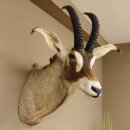 Antilope cavallo Lunghezza corna 54 cm + 63 cm Testa Spalla Preparato Trofei Africa Antilope Decorazione