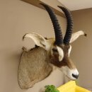 Antilope cavallo Lunghezza corna 54 cm + 63 cm Testa Spalla Preparato Trofei Africa Antilope Decorazione