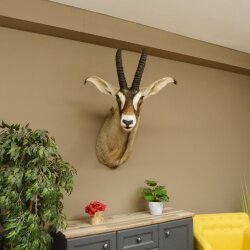 Antilope cavallo Lunghezza corna 54 cm + 63 cm Testa Spalla Preparato Trofei Africa Antilope Decorazione