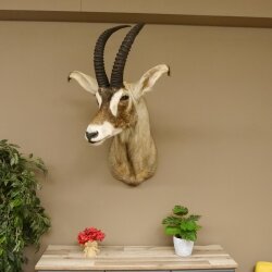 Antilope cavallo Lunghezza corna 54 cm + 63 cm Testa Spalla Preparato Trofei Africa Antilope Decorazione