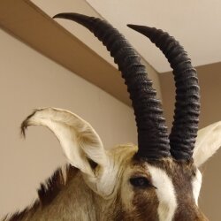 Antilope cavallo Lunghezza corna 54 cm + 63 cm Testa Spalla Preparato Trofei Africa Antilope Decorazione