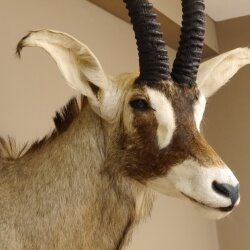 Antilope cavallo Lunghezza corna 54 cm + 63 cm Testa Spalla Preparato Trofei Africa Antilope Decorazione