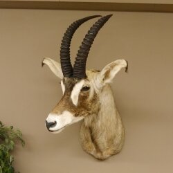 Antilope cavallo Lunghezza corna 54 cm + 63 cm Testa Spalla Preparato Trofei Africa Antilope Decorazione