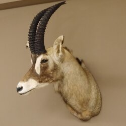 Antilope cavallo Lunghezza corna 54 cm + 63 cm Testa Spalla Preparato Trofei Africa Antilope Decorazione