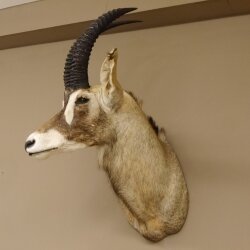 Antilope cavallo Lunghezza corna 54 cm + 63 cm Testa Spalla Preparato Trofei Africa Antilope Decorazione