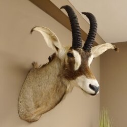 Antilope cavallo Lunghezza corna 54 cm + 63 cm Testa Spalla Preparato Trofei Africa Antilope Decorazione