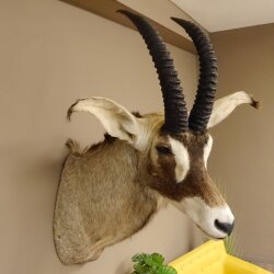 Antilope cavallo Lunghezza corna 54 cm + 63 cm Testa Spalla Preparato Trofei Africa Antilope Decorazione