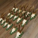 17 stuks reebokgeweien Reebokken Reebok Geweien op barokke schilden 22.1198