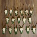 17 stuks reebokgeweien Reebokken Reebok Geweien op barokke schilden 22.1198