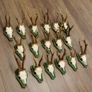 17 stuks reebokgeweien Reebokken Reebok Geweien op barokke schilden 22.1198