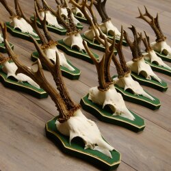17 stuks reebokgeweien Reebokken Reebok Geweien op barokke schilden 22.1198