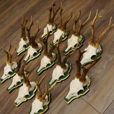 13 pieces of deer antlers, roebuck, roe deer, antlers on baroque signs 22.1200