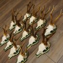 13 pezzi di corna di capriolo Capriolo Corna di capriolo...