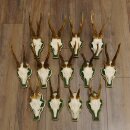 13 pezzi di corna di capriolo Capriolo Corna di capriolo...