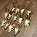 13 pieces of deer antlers, roebuck, roe deer, antlers on baroque signs 22.1200