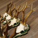 13 pieces of deer antlers, roebuck, roe deer, antlers on baroque signs 22.1200