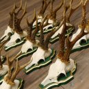 13 pieces of deer antlers, roebuck, roe deer, antlers on baroque signs 22.1200
