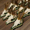 13 pieces of deer antlers, roebuck, roe deer, antlers on baroque signs 22.1200
