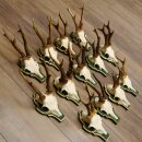 13 pieces of deer antlers, roebuck, roe deer, antlers on baroque signs 22.1200