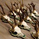 13 pieces of deer antlers, roebuck, roe deer, antlers on baroque signs 22.1200