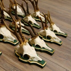 13 pieces of deer antlers, roebuck, roe deer, antlers on baroque signs 22.1200