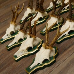 13 pieces of deer antlers, roebuck, roe deer, antlers on baroque signs 22.1200
