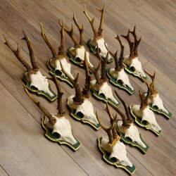 13 pieces of deer antlers, roebuck, roe deer, antlers on baroque signs 22.1200