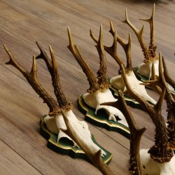 13 pieces of deer antlers, roebuck, roe deer, antlers on baroque signs 22.1200