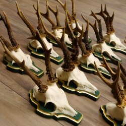 13 pieces of deer antlers, roebuck, roe deer, antlers on baroque signs 22.1200