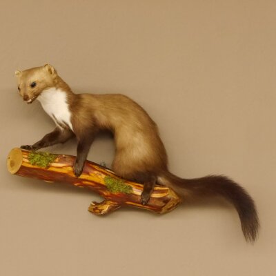 Marder auf Ast Präparat taxidermy Deko Tierpräparat 89.5.205