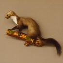 Marder auf Ast Präparat taxidermy Deko Tierpräparat 89.5.205