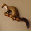 Marder auf Ast Präparat taxidermy Deko Tierpräparat 89.5.205