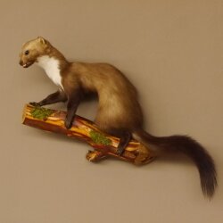 Marder auf Ast Präparat taxidermy Deko Tierpräparat 89.5.205