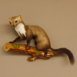 Marder auf Ast Präparat taxidermy Deko Tierpräparat 89.5.205