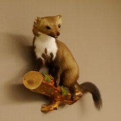 Marder auf Ast Präparat taxidermy Deko Tierpräparat 89.5.205