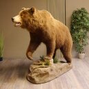 Grizzlybeerpreparaat op decoratief voetstuk, open vangst,...