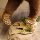Orso grizzly imbalsamato su piedistallo decorativo, catturato legalmente, in vendita con licenza 84.6.16