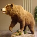 Préparation dours grizzly sur socle...
